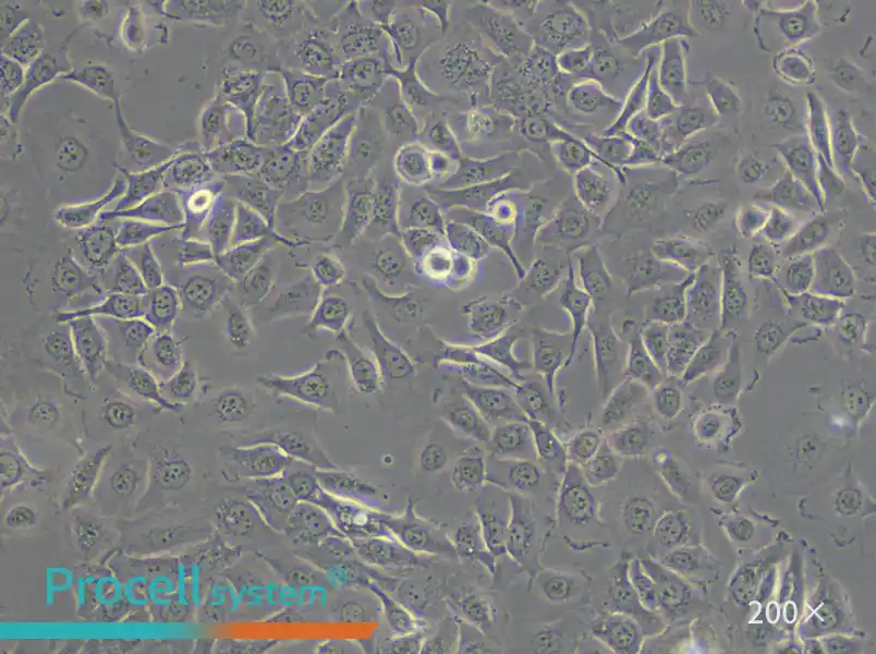 HCC 94 Cell Complete Medium - 4