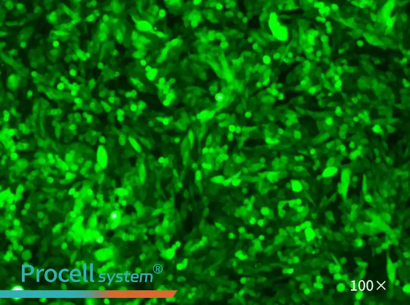 CHO-K1-GFP - 1
