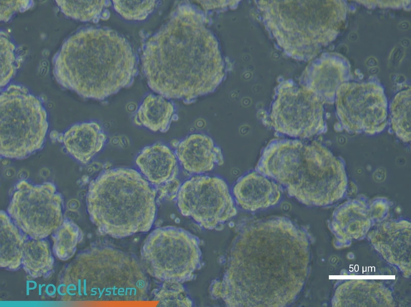 Mouse Enteric Neural Crest-Derived Stem Cell Complete Medium - 5