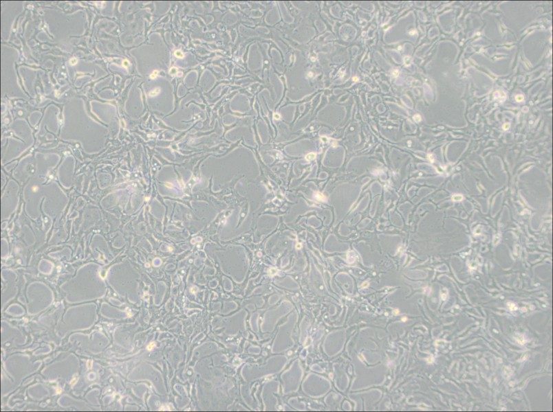 BT-20 Cell Complete Medium-searchlist-1