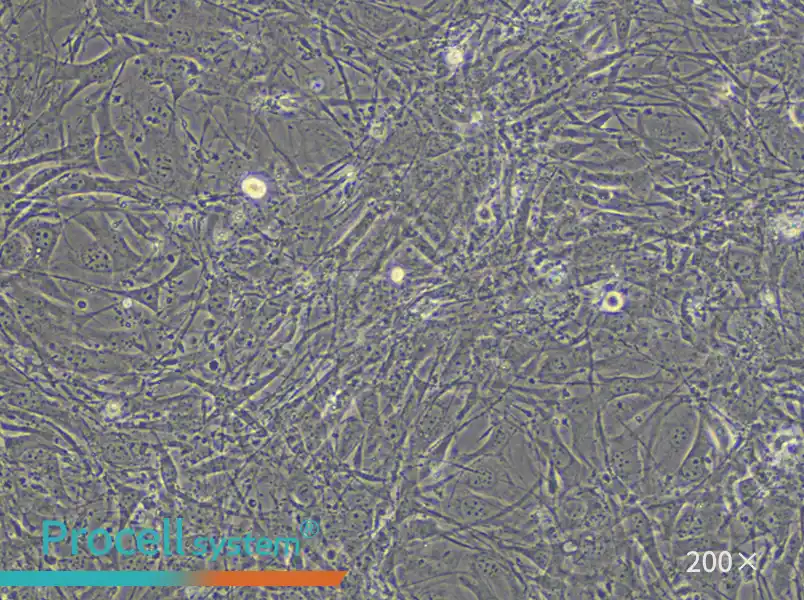 C3H/10T1/2, Clone 8 Cell Complete Medium - small - 4