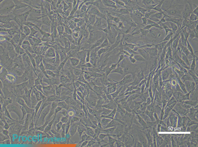 Rat Chondrocyte Complete Medium - 6