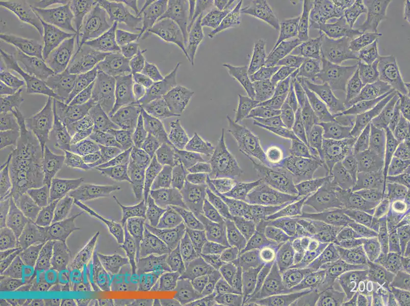 PC-3M Cell Complete Medium - small - 5