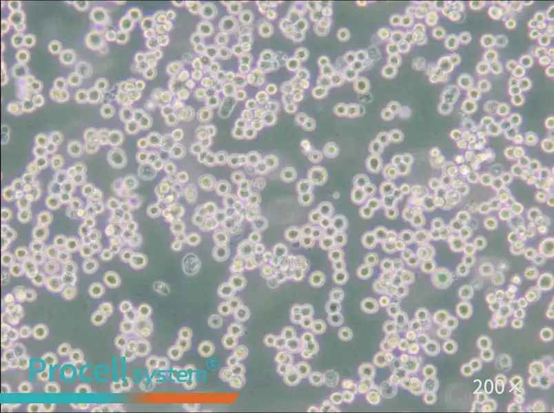 LLC-WRC 256 [Walker 256] Cell Complete Medium - 4