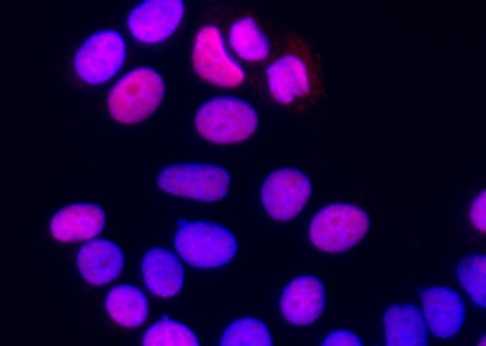 SUB1/PC4 Monoclonal Antibody - small - 1