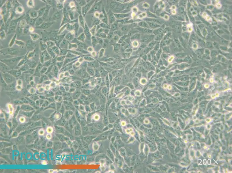 NCI-H157 Cell Complete Medium - 4