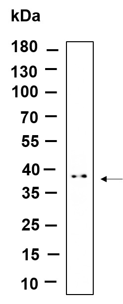 Recombinant STML2 Monoclonal Antibody-searchlist-1