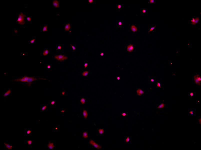 Mouse Peritoneal Macrophage Complete Medium - small - 3