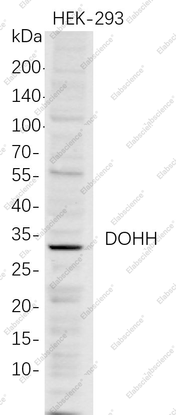 Recombinant DOHH Monoclonal Antibody - 1