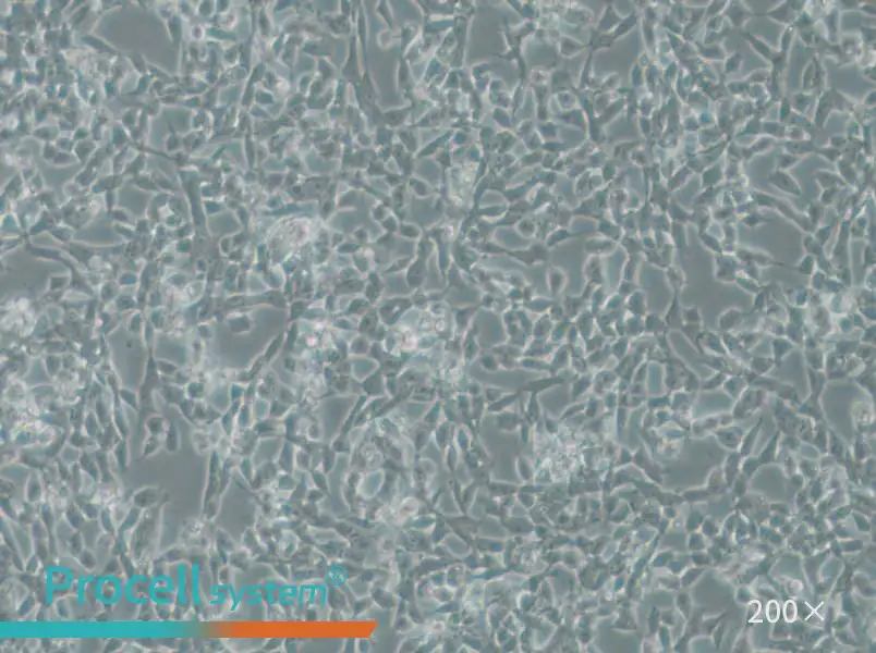 IMR-32 Cell Complete Medium - small - 5