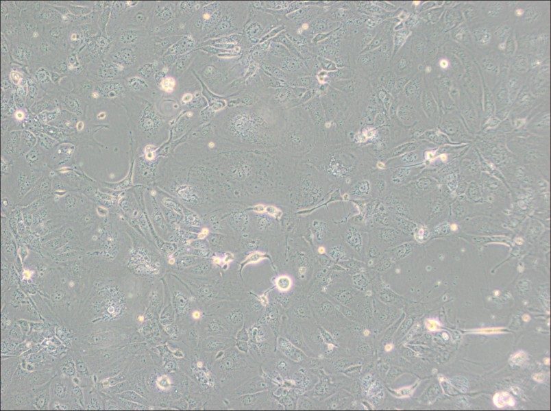 NCI-H2347 Cell Complete Medium-searchlist-1