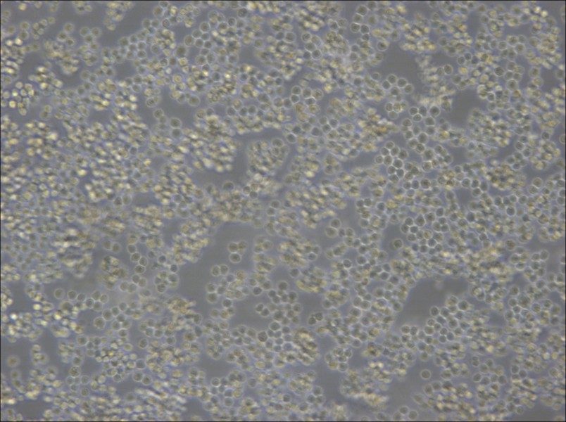 A20 Cell Complete Medium - 2