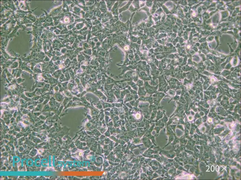 2V6.11 Cell Complete Medium - 4