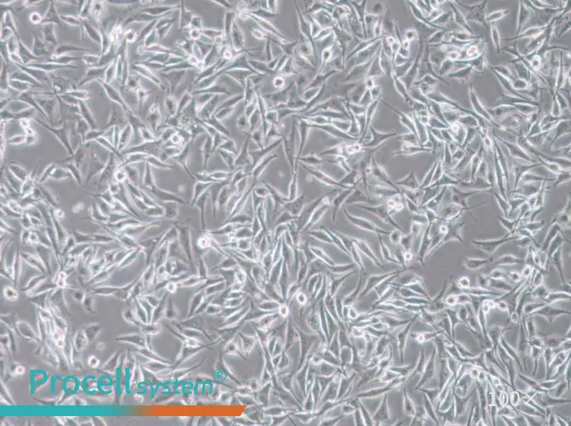 SK-MEL-28 Cell Complete Medium - 1