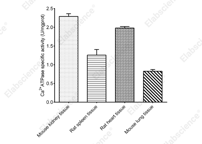 Ca2+-ATPase Activity Assay Kit - 2