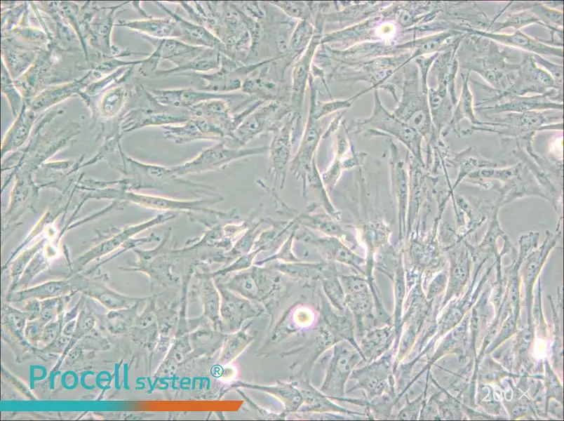 NCI-H2452 [H2452] Cell Complete Medium - 4