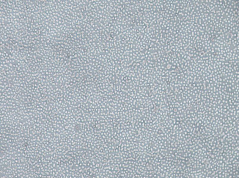 skm-1 Cell Complete Mediumskm-1 Cell Complete Medium - 3