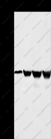 HMOX2 Polyclonal Antibody - 1