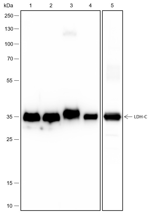 Recombinant LDHC Monoclonal Antibody-searchlist-1