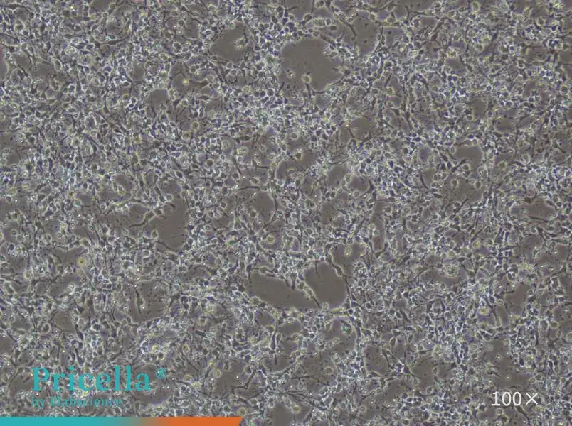  Mouse Cortex Neuron Cells Isolation and Culture Kit - small - 4