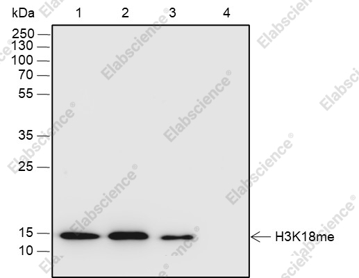 Recombinant Histone H3 (Mono Methyl Lys18) Monoclonal Antibody - 1