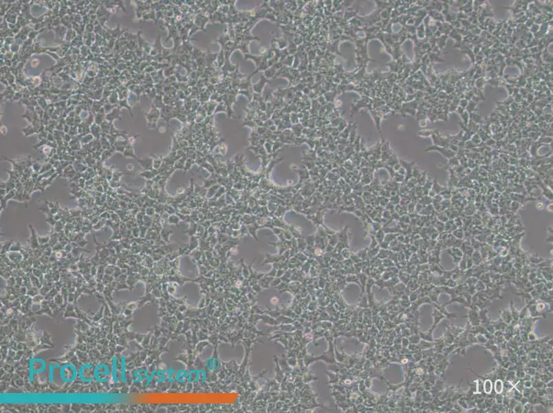 NCCIT Cell Complete MediumNCCIT Cell Complete Medium - 3