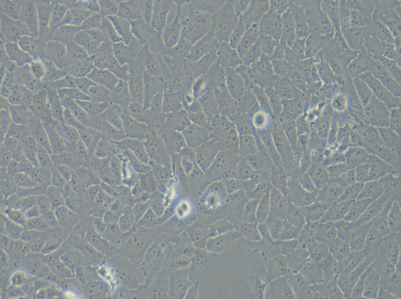 143B Cell Complete Medium - 5