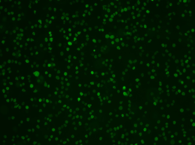 U-937-GFP Cell Complete Medium-searchlist-1