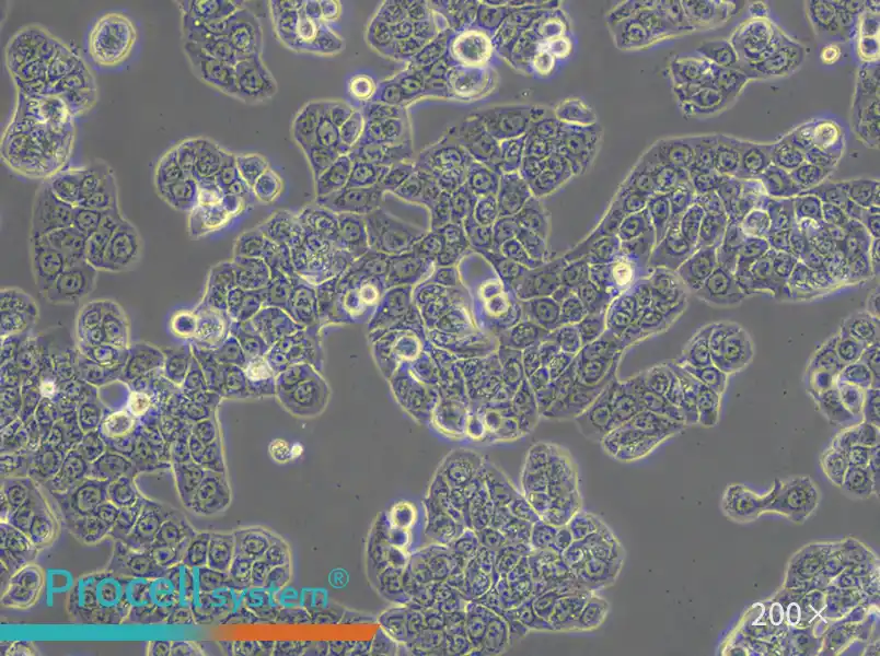 HT-29 Cell Complete Medium - small - 6