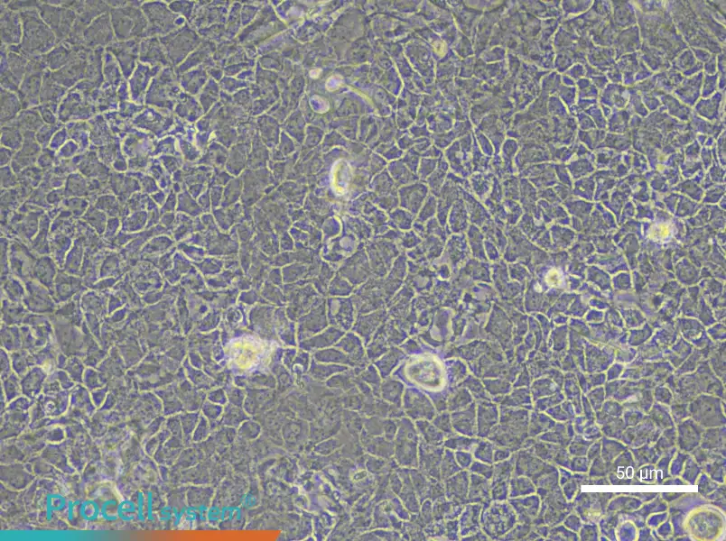 Rat Retinal Pigment Epithelial Cell Complete Medium - 5