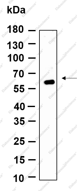 Recombinant GMEB1 Monoclonal Antibody - 1
