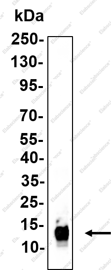 Recombinant COX5A Monoclonal Antibody - 1