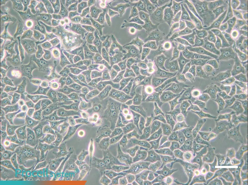 Hela S3 - 6
