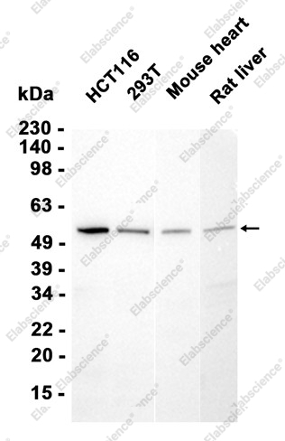 Recombinant Nampt Monoclonal Antibody - 3