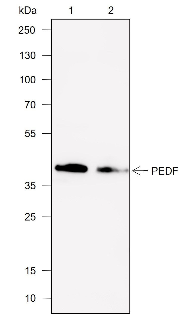 Recombinant PEDF Monoclonal Antibody-searchlist-1