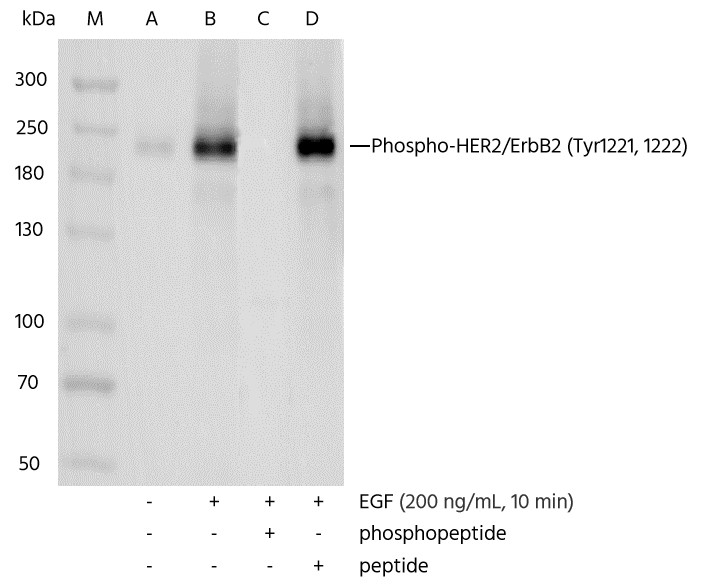Recombinant Phospho-HER2/ErbB2 (Tyr1221, 1222) Monoclonal Antibody - small - 2