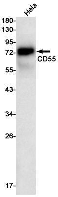 Recombinant CD55/DAF Monoclonal Antibody - 1