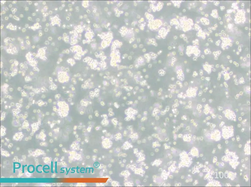 Reh Cell Complete Medium - 3