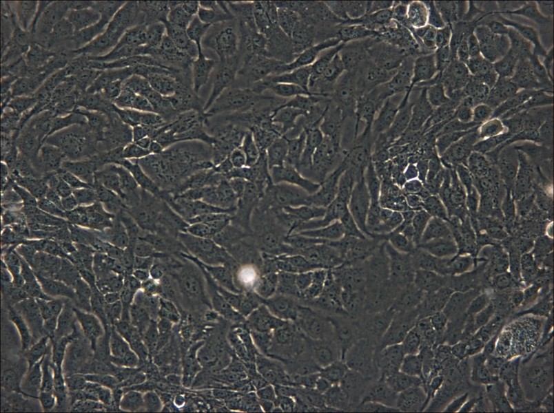 SK-GT-4 Cell Complete Medium - small - 4