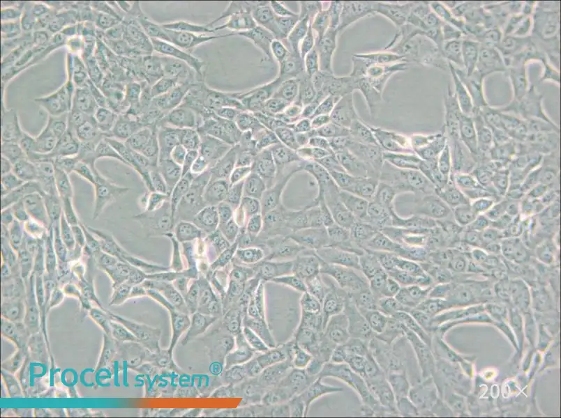 GC-1 spg Cell Complete Medium - small - 4