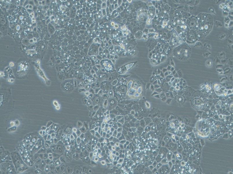 HARA-B Cell Complete MediumHARA-B Cell Complete Medium - 2