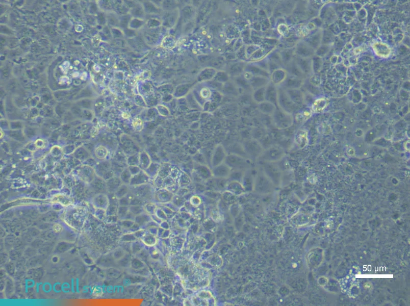 Mouse Corneal Epithelial (Primary cell immortalization) Cell Complete Medium - 5