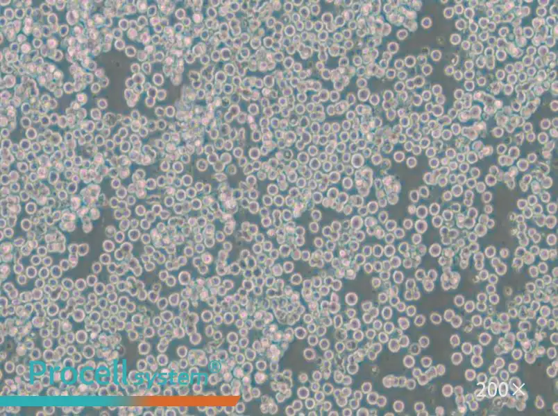 EOL-1 Cell Complete Medium - 6