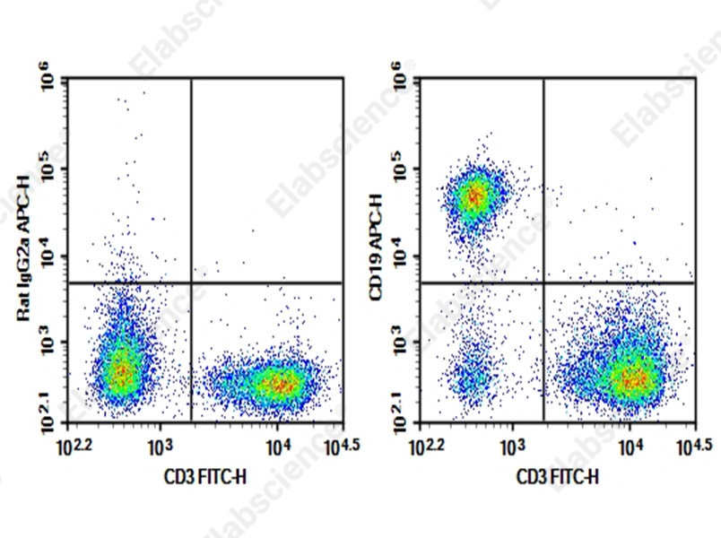 Purified Anti-Mouse CD19 Antibody[6D5] - 1