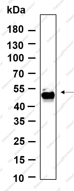 Recombinant Smad1 Monoclonal Antibody - 1