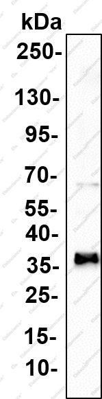 Recombinant ALP Monoclonal Antibody - 2
