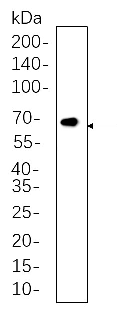 Recombinant Phospho-Smad2, 3 (Thr8) Monoclonal Antibody-searchlist-1