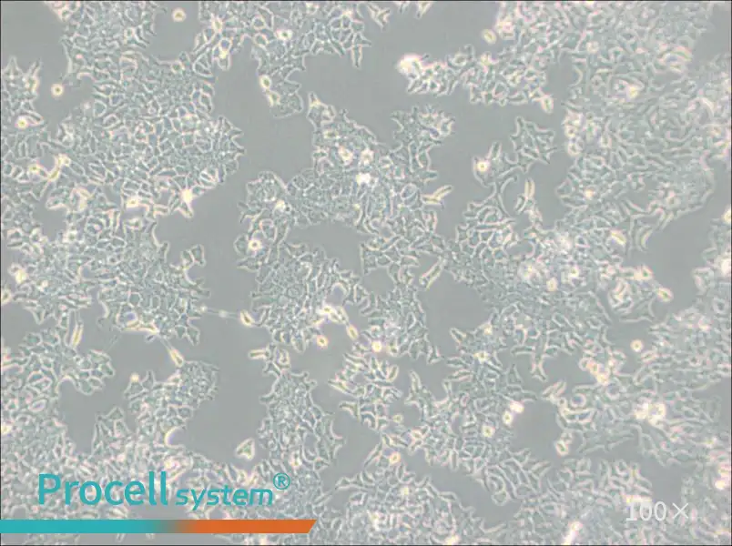 H-4-II-E [H4-II-E] Cell Complete Medium - 1