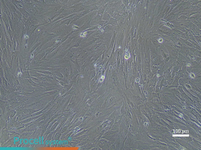 Mouse Periodontal Ligament Stem Cell Complete Medium - 1