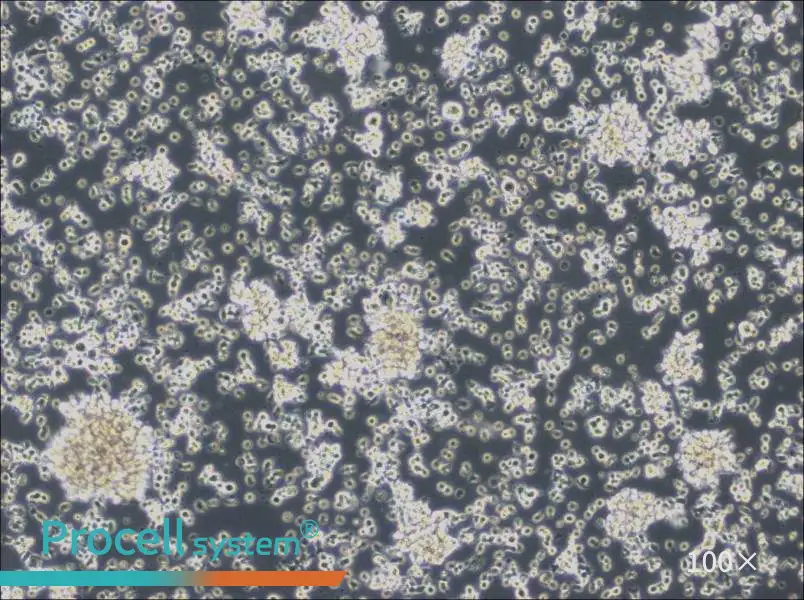 HCC38 BL Cell Complete MediumHCC38 BL Cell Complete Medium - 3